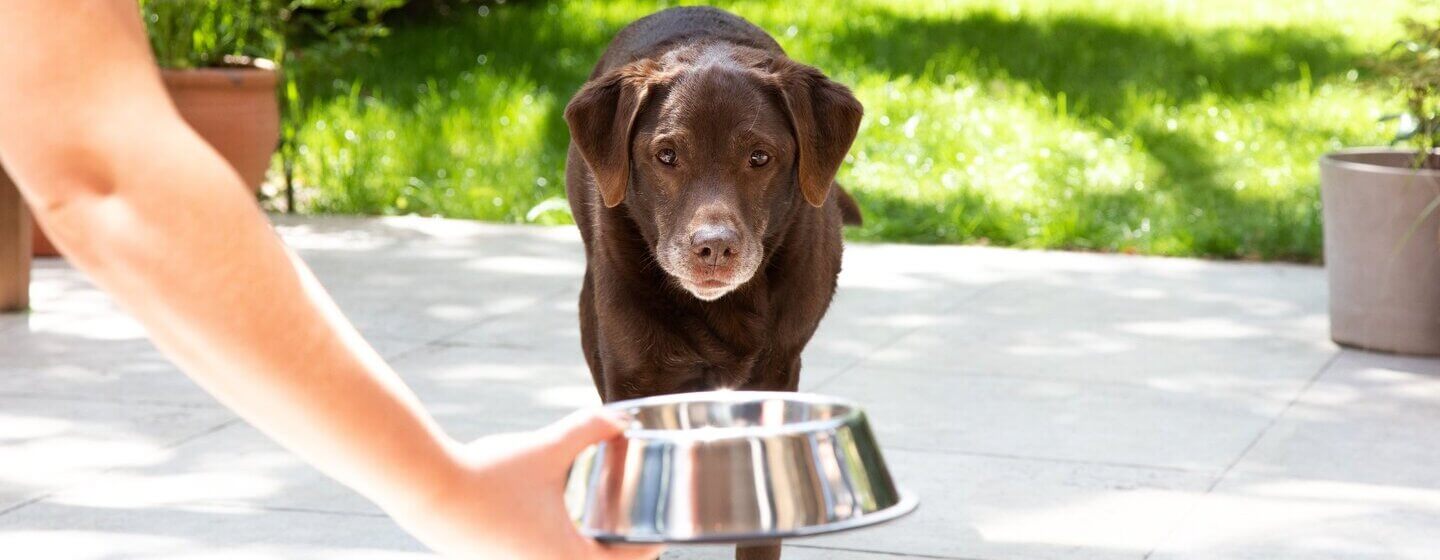 Oudere Labrador die een voerbak krijgt