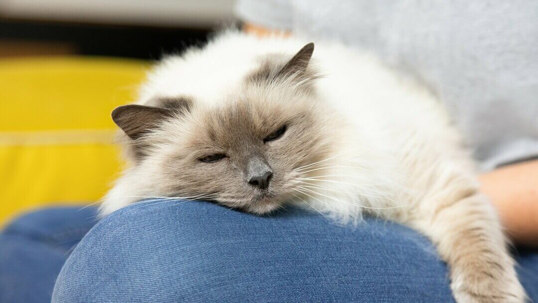 Slapende kat op de knie van de eigenaar