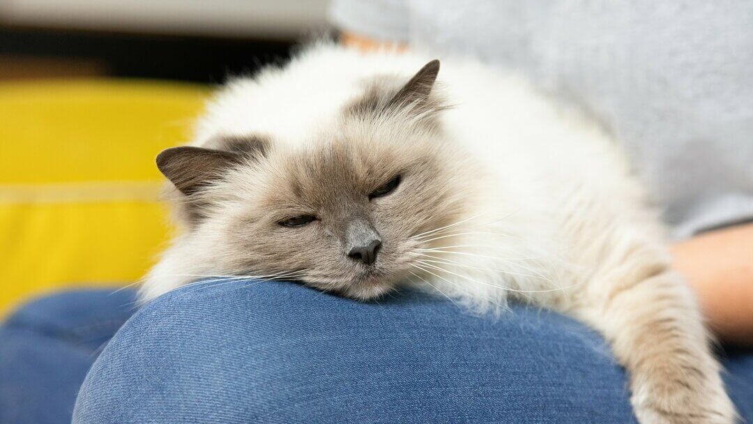Sterilisatie kat - Veelgestelde vragen | Purina Sterilisatie Kat - Veelgestelde Vragen | Purina