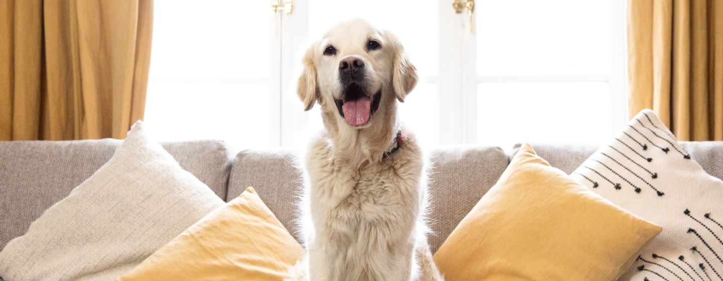 oude retriever hond zit op een bank