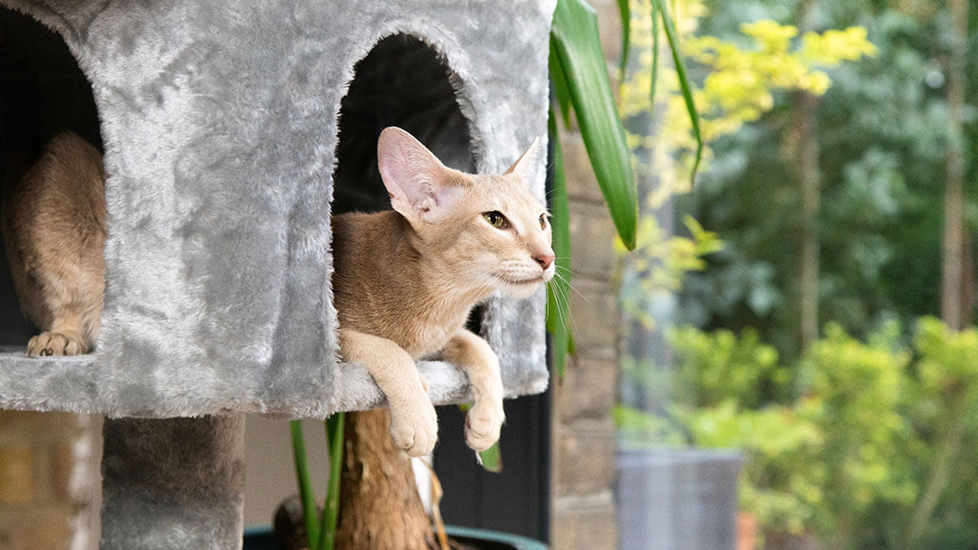 Kat met lichte vacht zit in een grijze kattenmand.