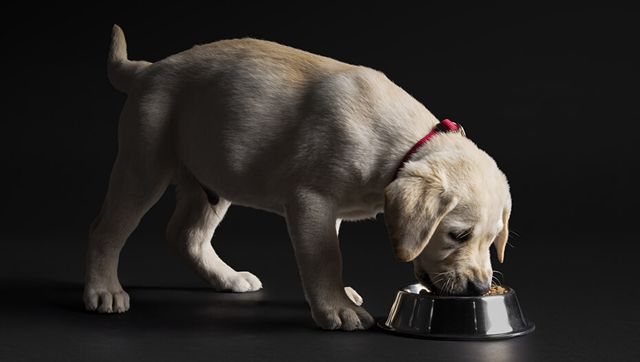 Labrador puppy eet uit een voerbak