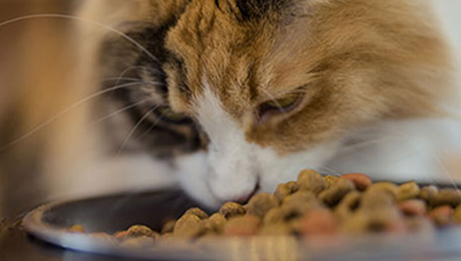 Schildpadkat die uit een bakje met brokjes eet