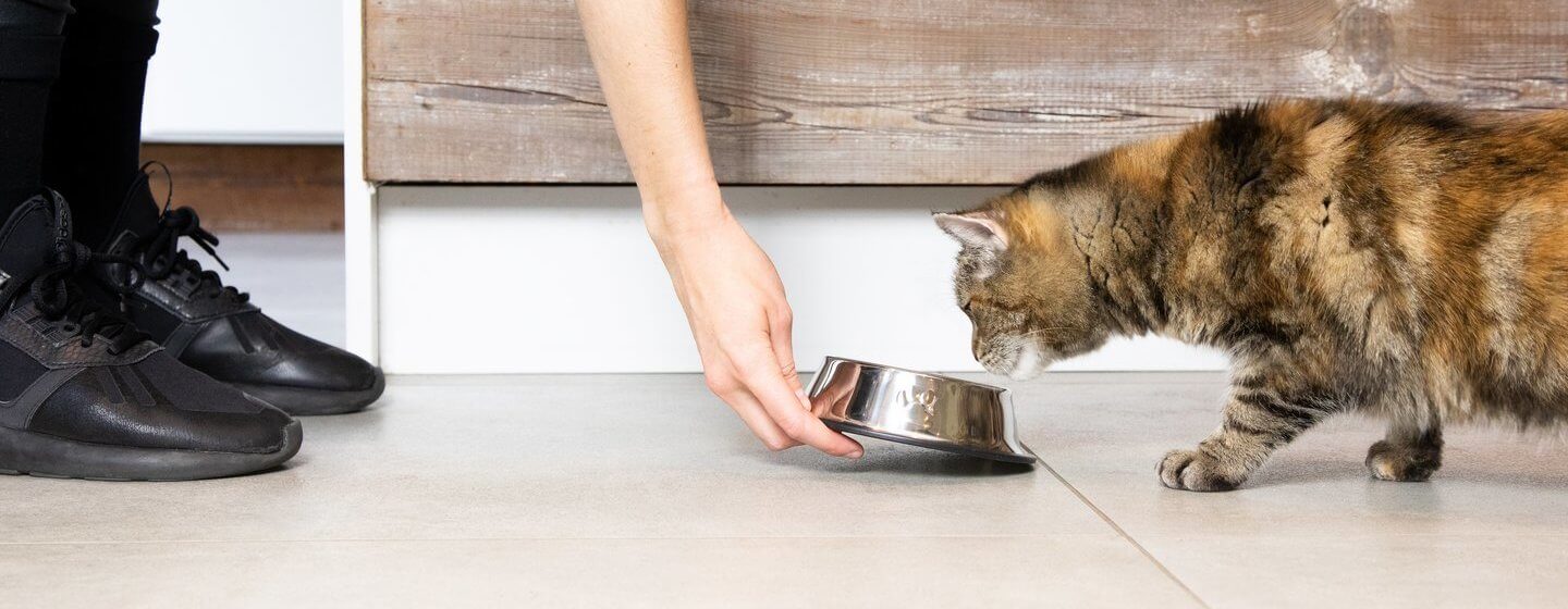Donkerbruine kat krijgt kattenvoer in een bakje geserveerd  door de eigenaar