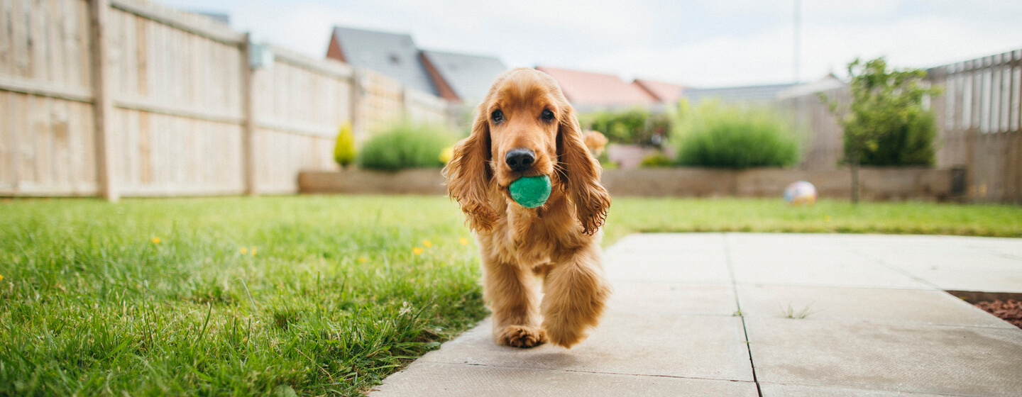 Krankzinnigheid Mijnwerker Kalmerend Vijf leuke buitenspelletjes voor honden | Purina