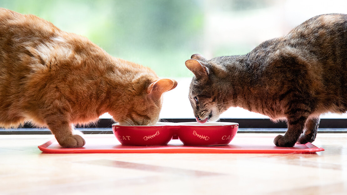 Kattenvoer voor gecastreerde/gesteriliseerde katten product listingpagina