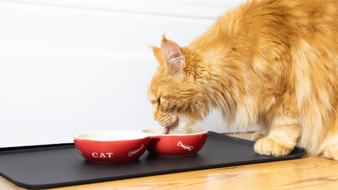 Kattenvoer voor nierproblemen en leverproblemen product listingpagina