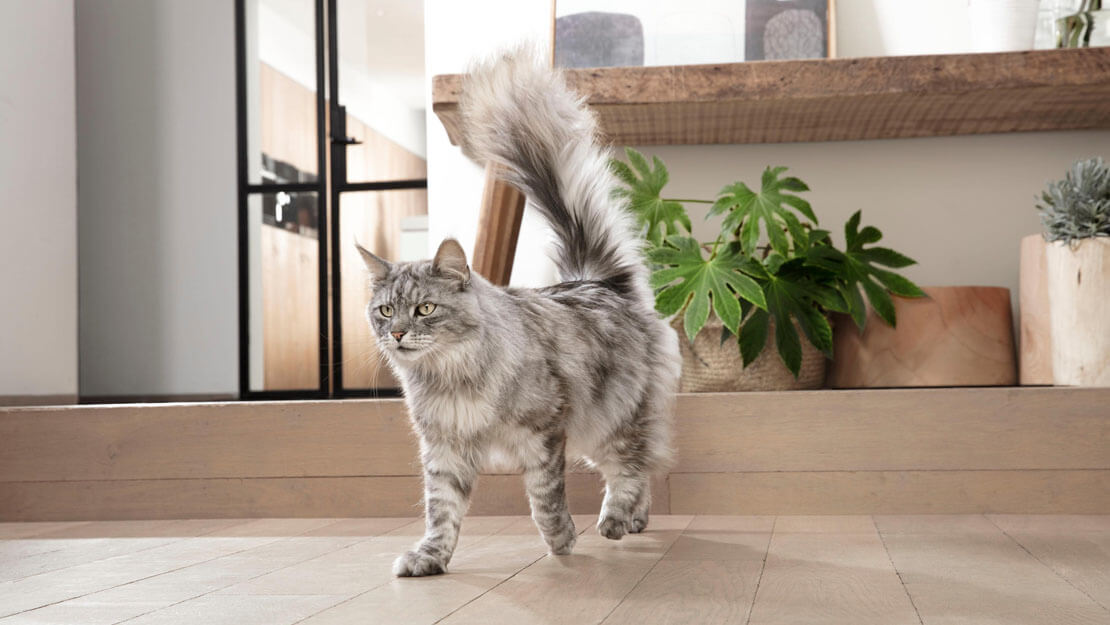 Kat gaat in de kattenbak