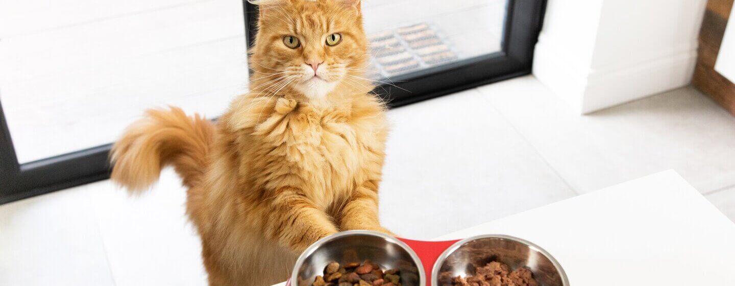 rode kat wacht op eten