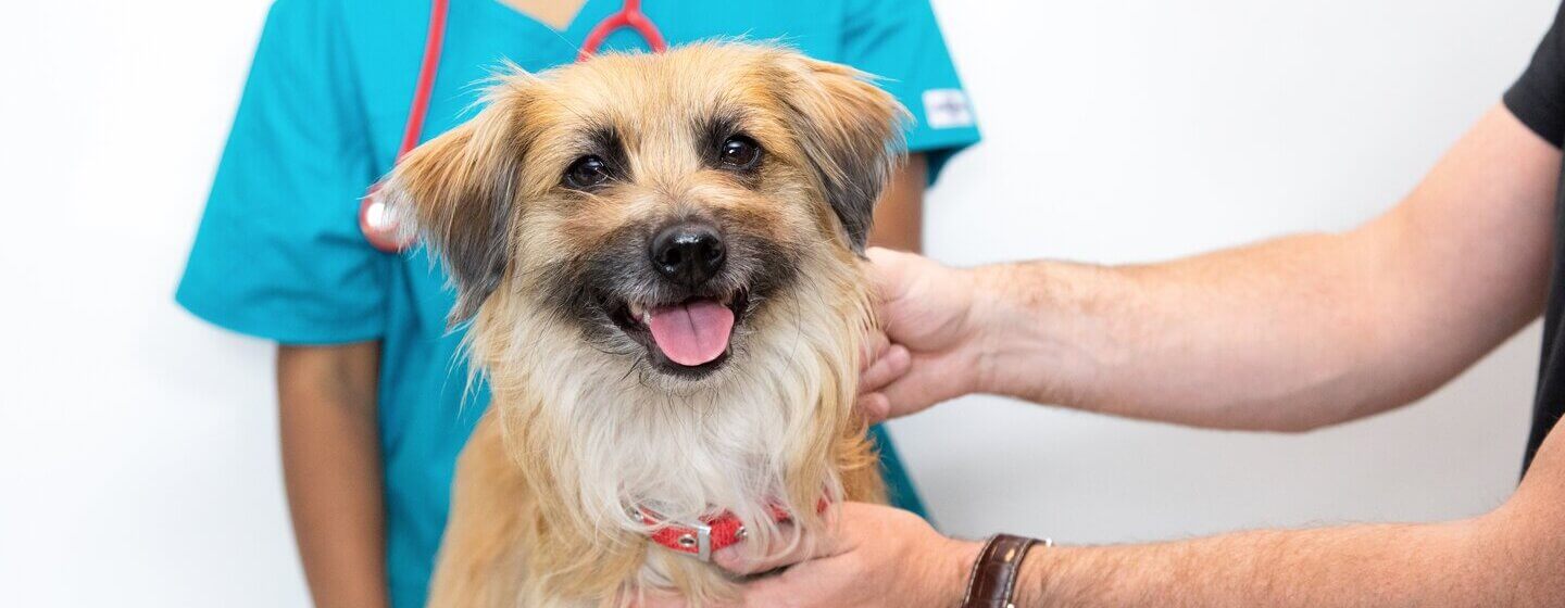 Lichtbruine hond met tong uit die op dierenartsentafel ligt.