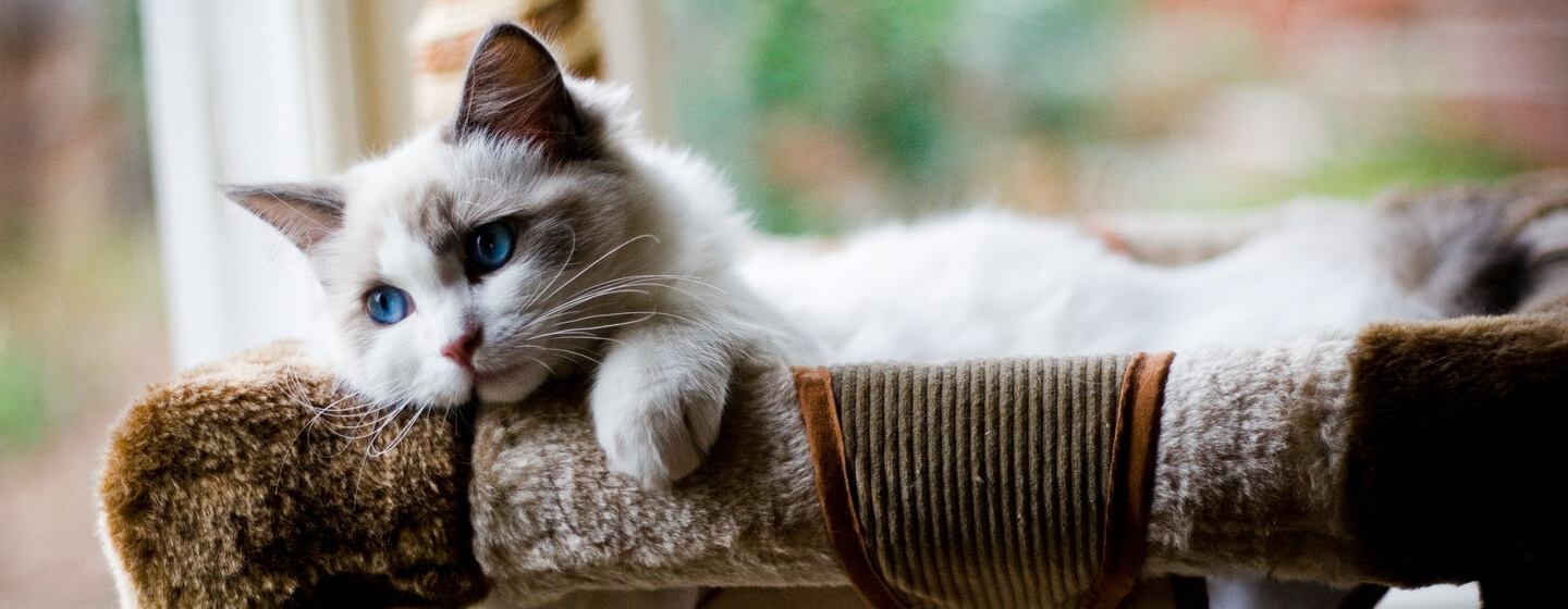 pluizige kitten met blauwe ogen die in een mandje ligt