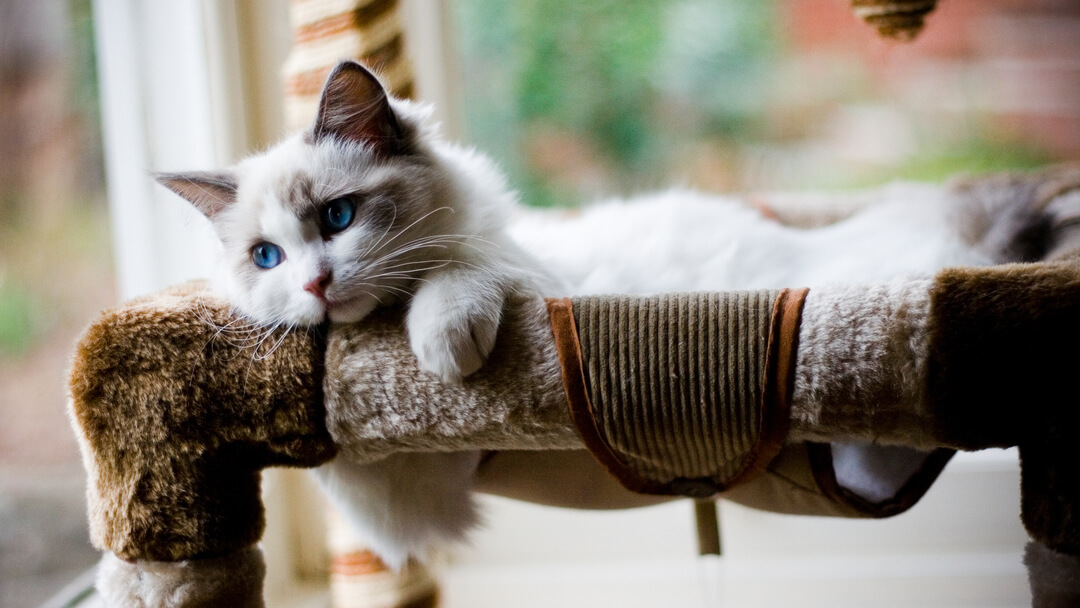 pluizige kitten met blauwe ogen die in een mandje ligt