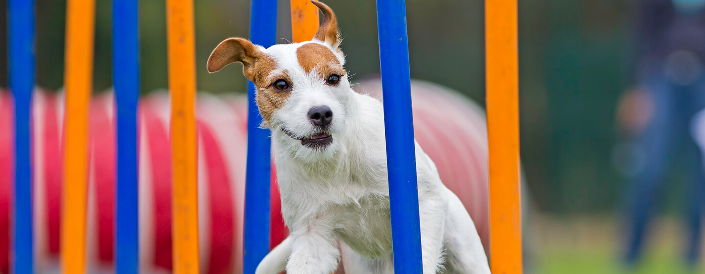 kleine hond die mee doet aan behendigheidscursus