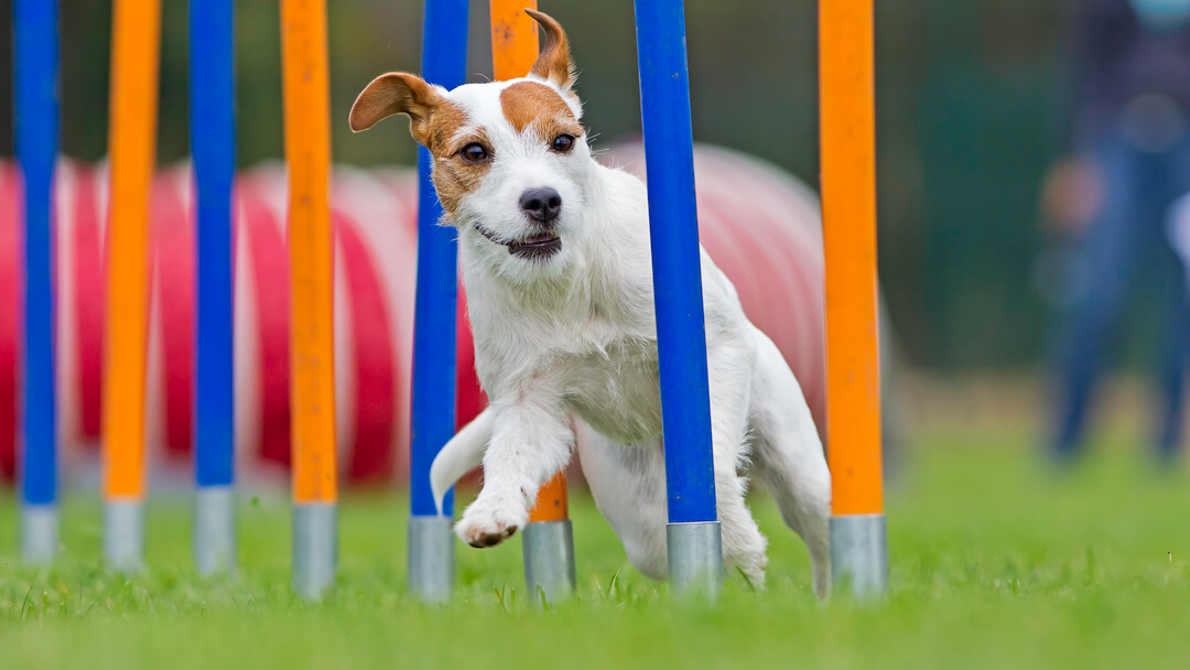 kleine hond die mee doet aan behendigheidscursus 