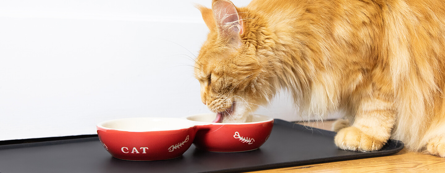 Kat eten uit rood bakje