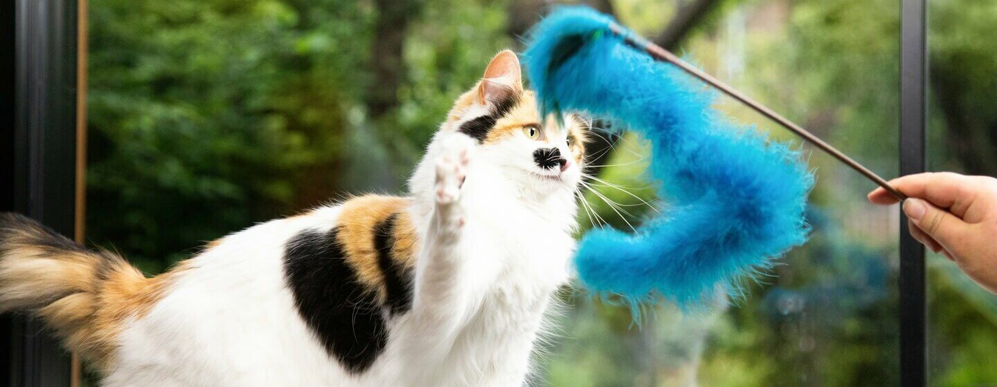 Gevlekte kat speelt met blauw bont speelgoed