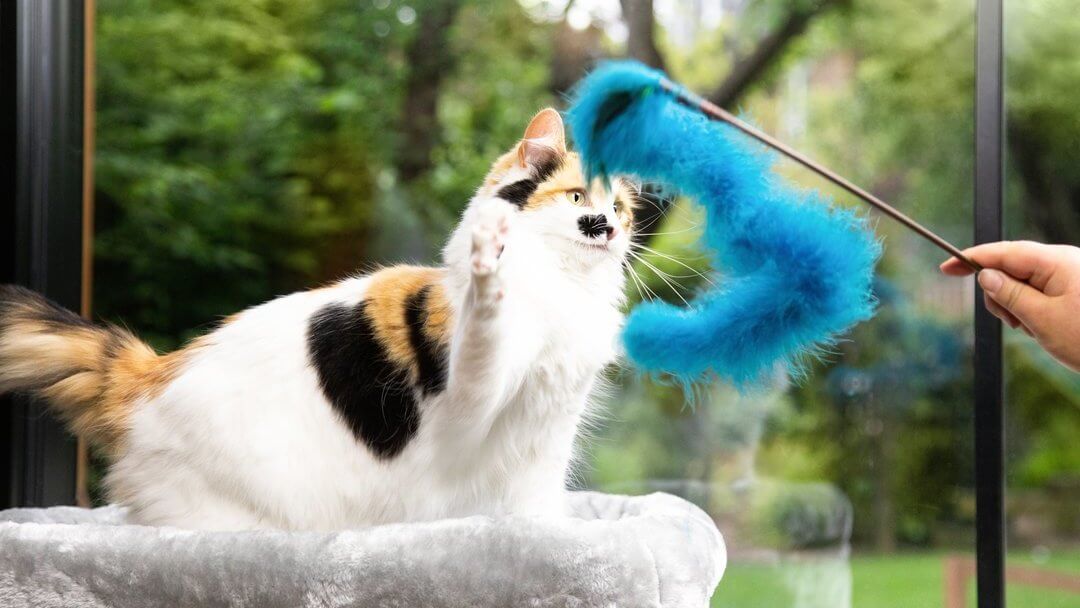 Gevlekte kat speelt met blauw bont speelgoed