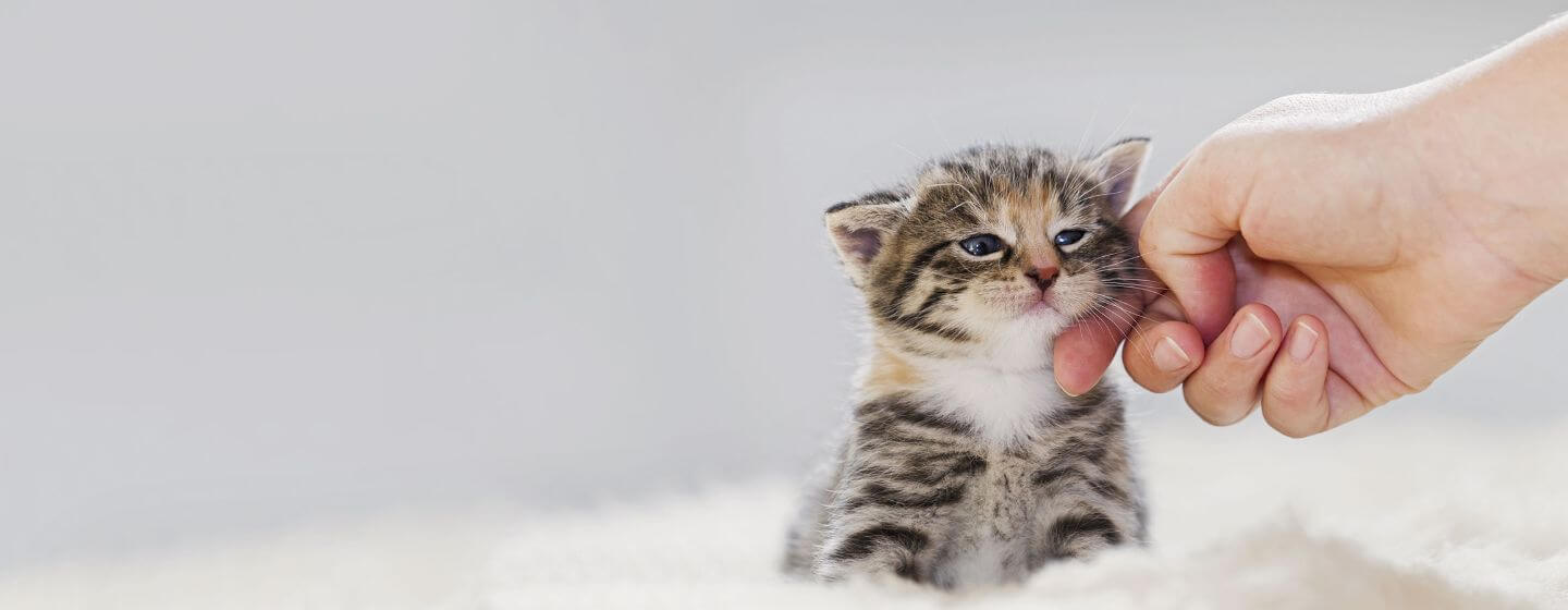 bioscoop Mediaan in beroep gaan Leeftijd kat | Hoe oud is mijn kat in mensenjaren? | Purina