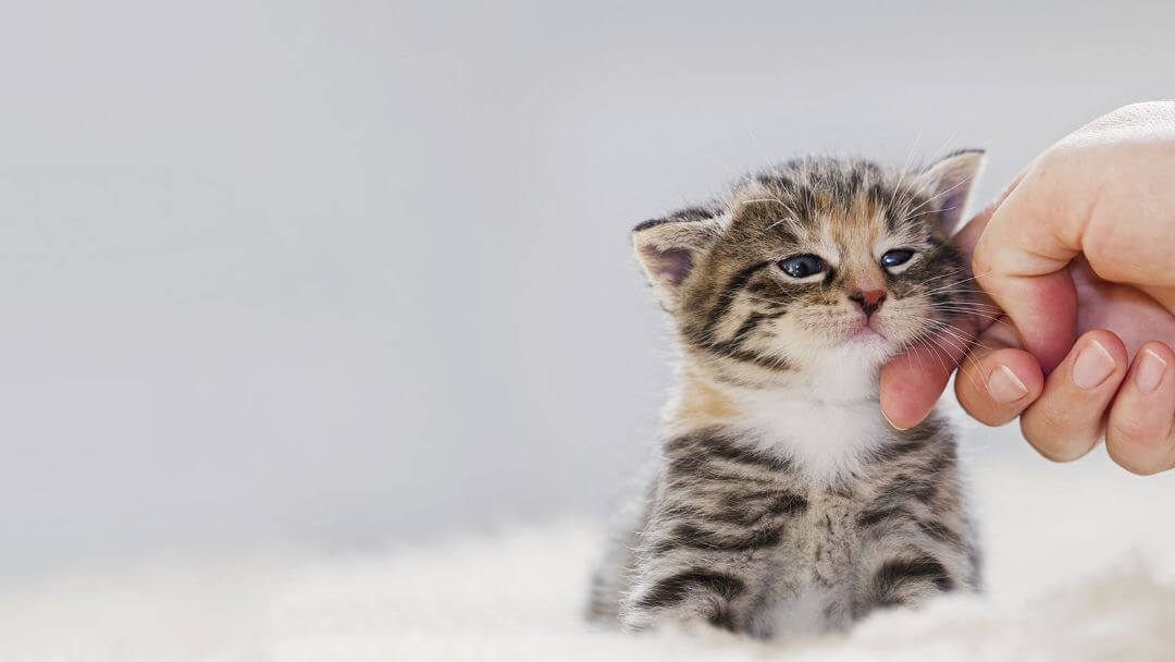 Leeftijd kat | Hoe oud is mijn kat in mensenjaren? | Purina Leeftijd Kat | Hoe Oud Is Mijn Kat In Mensenjaren? | Purina