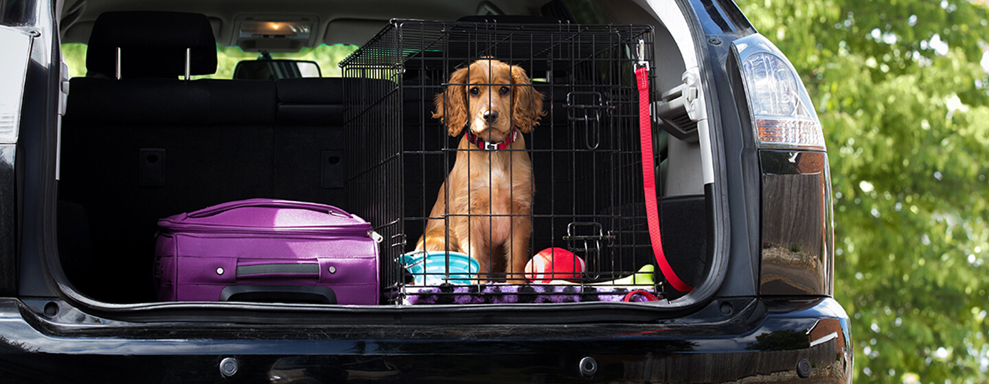 Tips voor reizen met een puppy in de auto