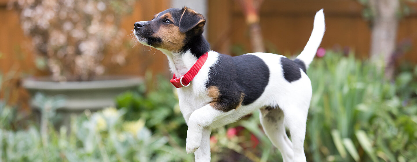 blije puppy buiten op het gras