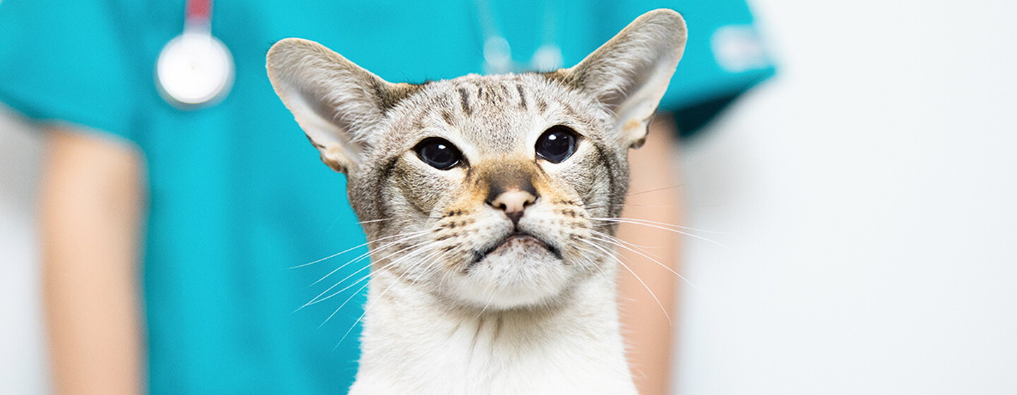 kat bij de dierenarts