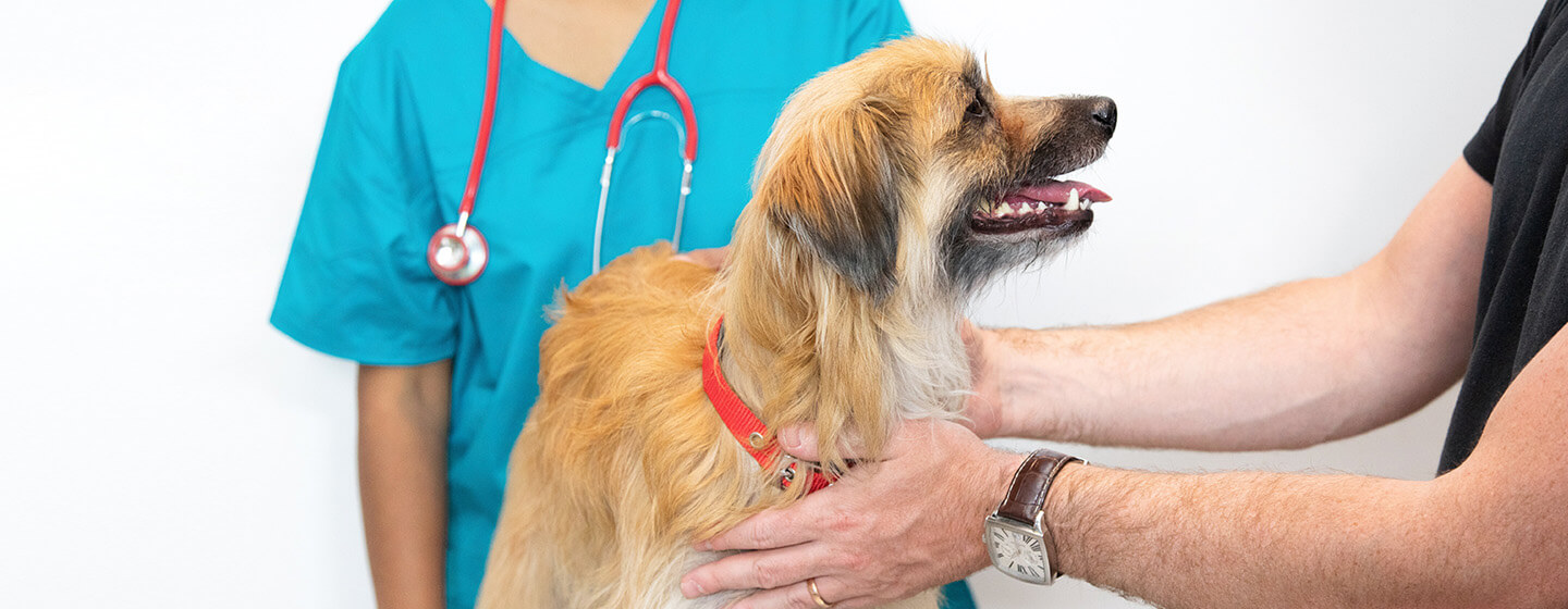 hond op controle bij de dierenarts