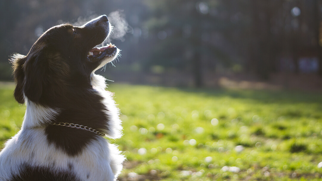 hond uitademen in koude lucht