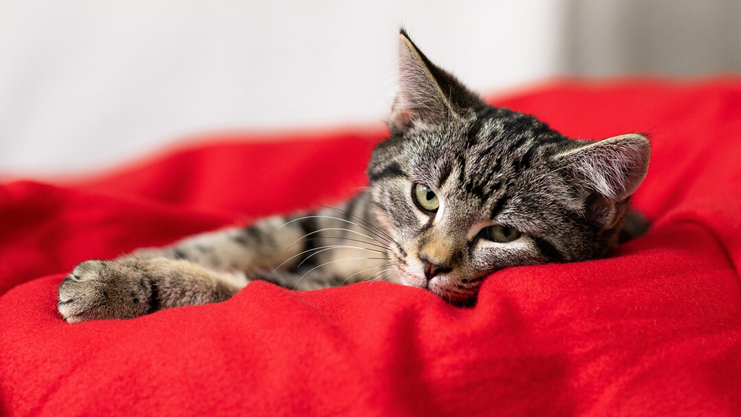 tentoonstelling toespraak lavendel Kopen of adopteren van een kat - Advies van experts | Purina