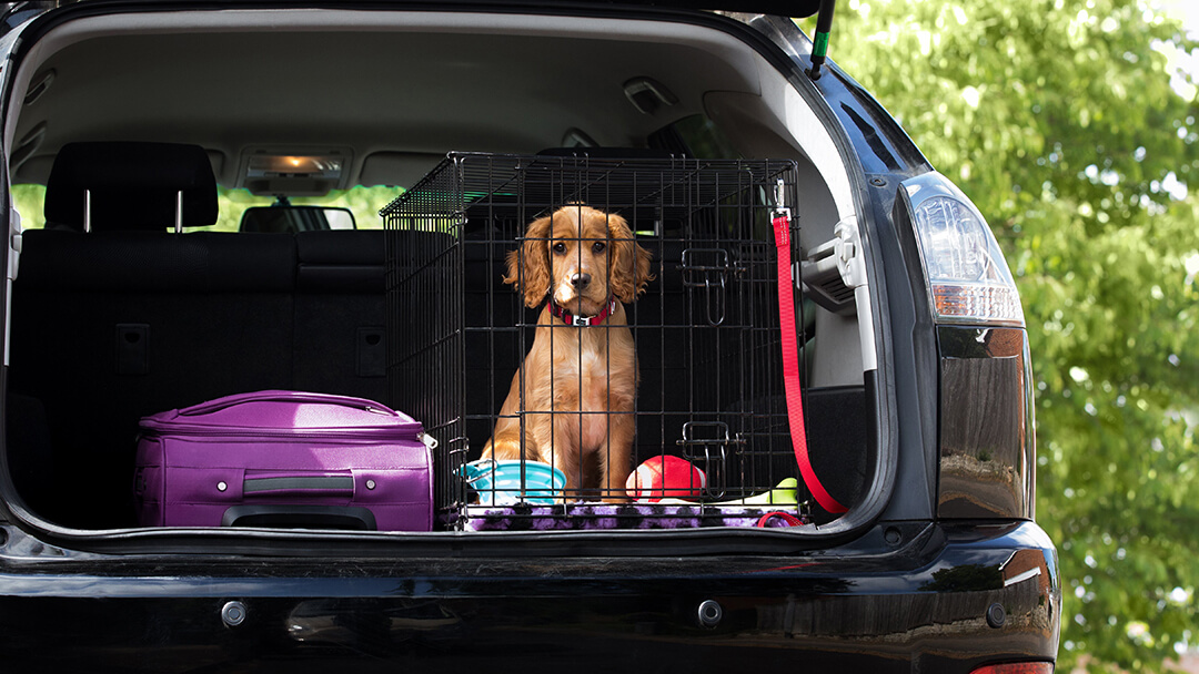 Tips voor reizen met een puppy in de auto | Purina NL