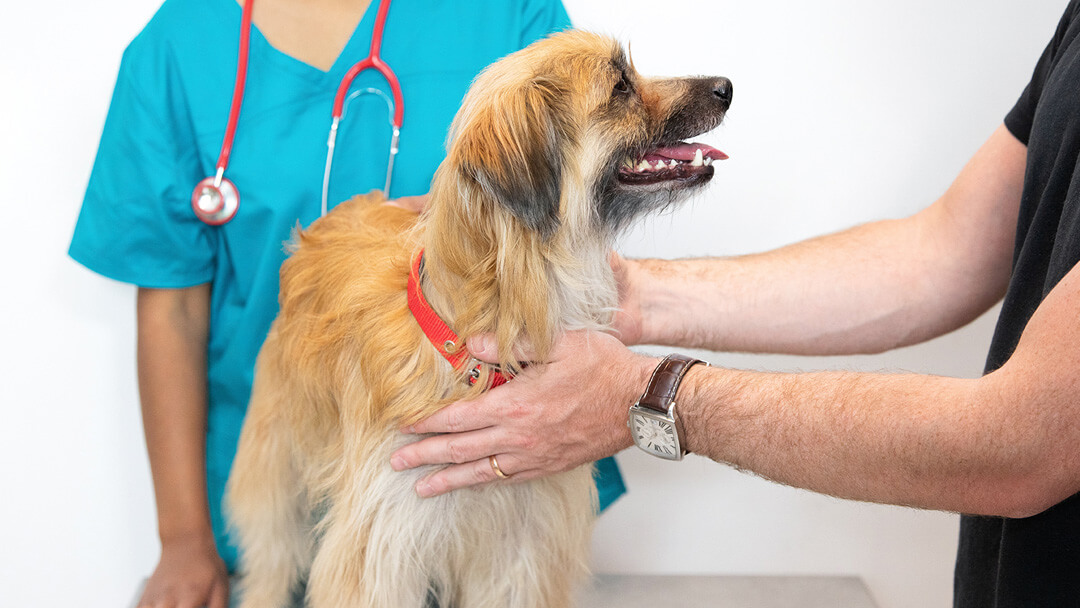 hond op controle bij de dierenarts