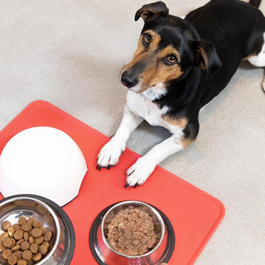 dog looking up at food being put down