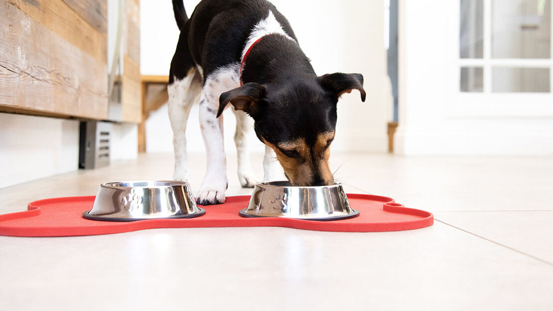 hond die uit een kom eet