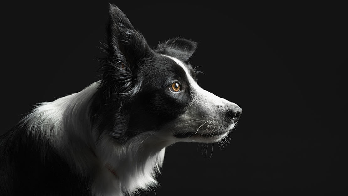 PRO PLAN Hond Border Collie Performance