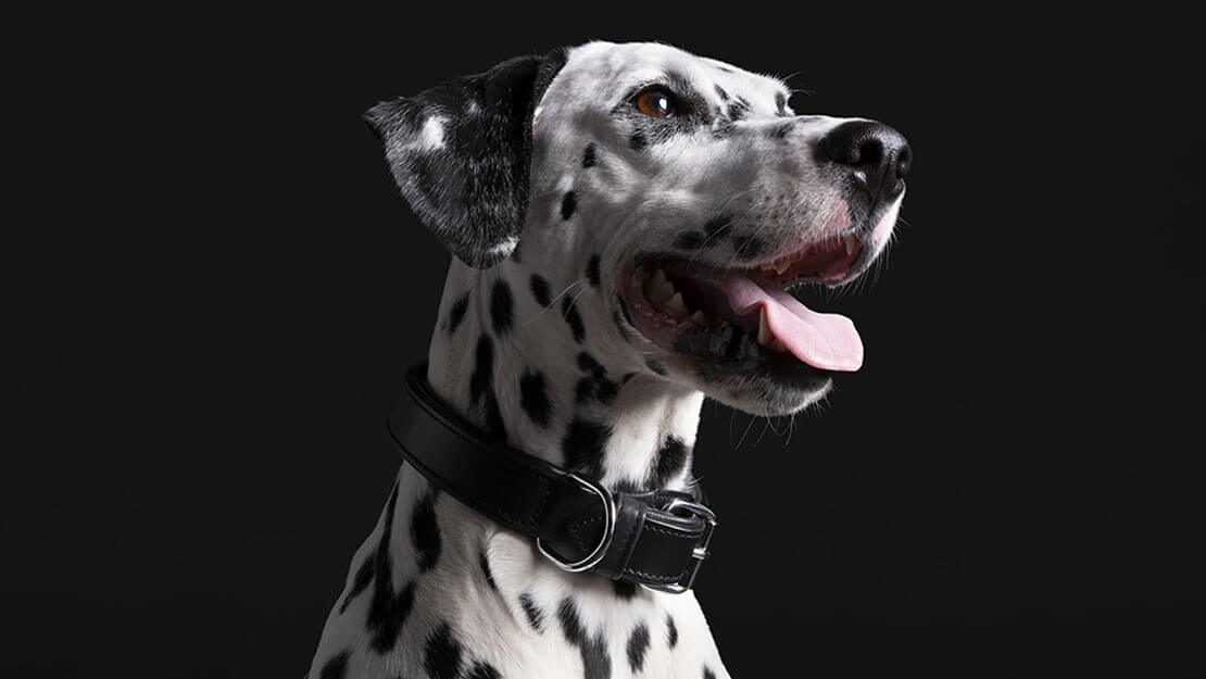 PRO PLAN Hond DalmatierLight gewichtscontrole​