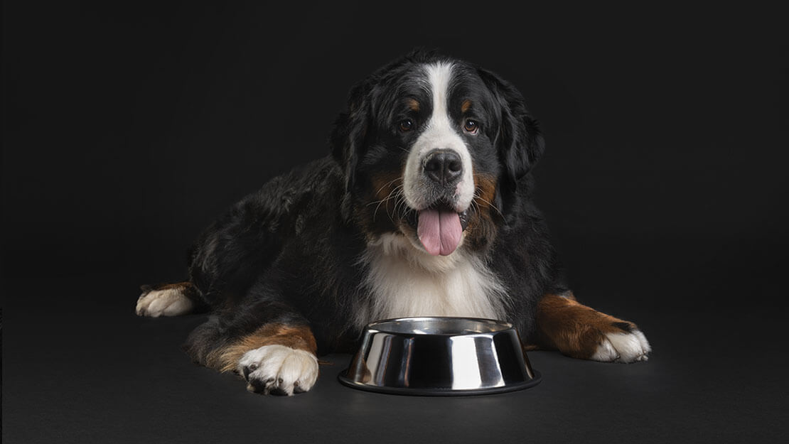 PRO PLAN Hond Berner Sennen Gevoelige Spijsvertering 