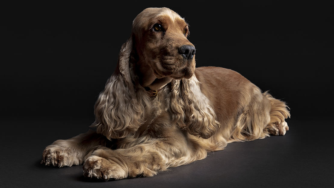 PRO PLAN hond Cocker spaniel Gevoelige Huid