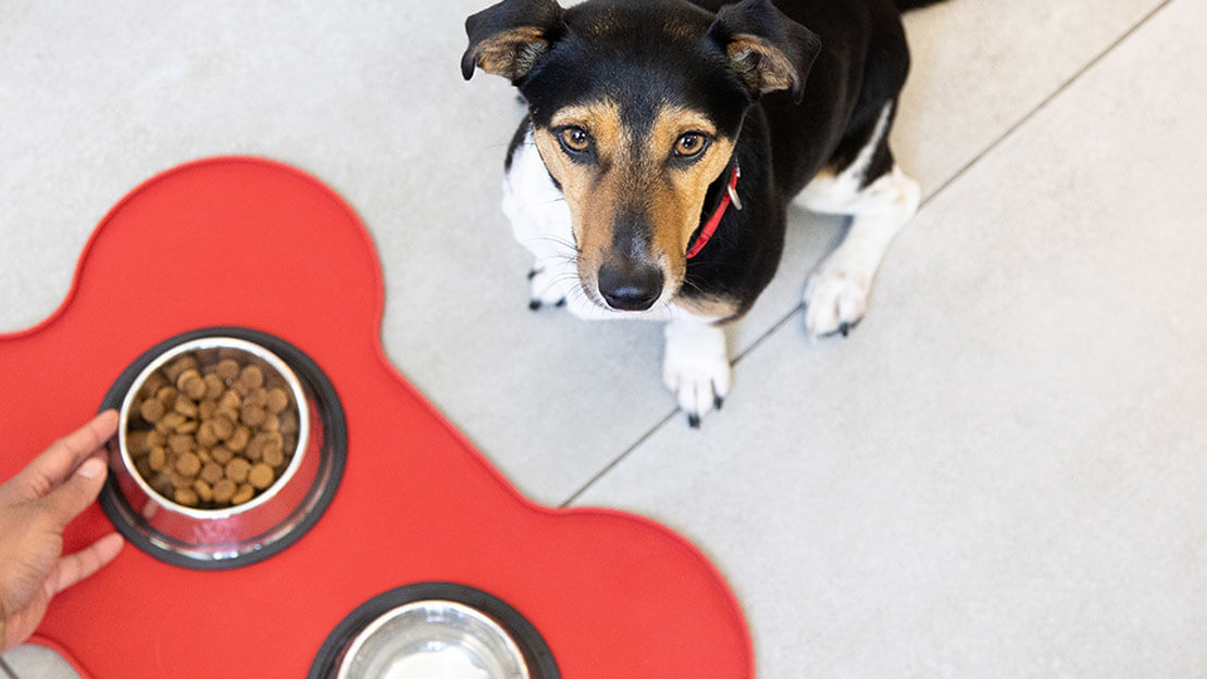 hond kijkt naar droogvoer