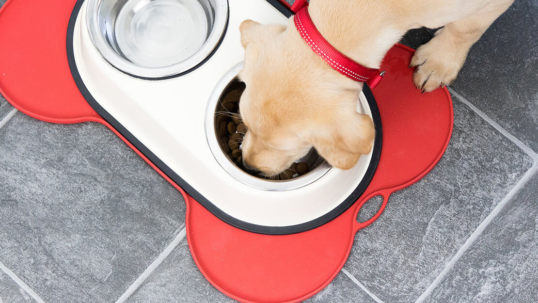 puppy die boven een kom eten eet