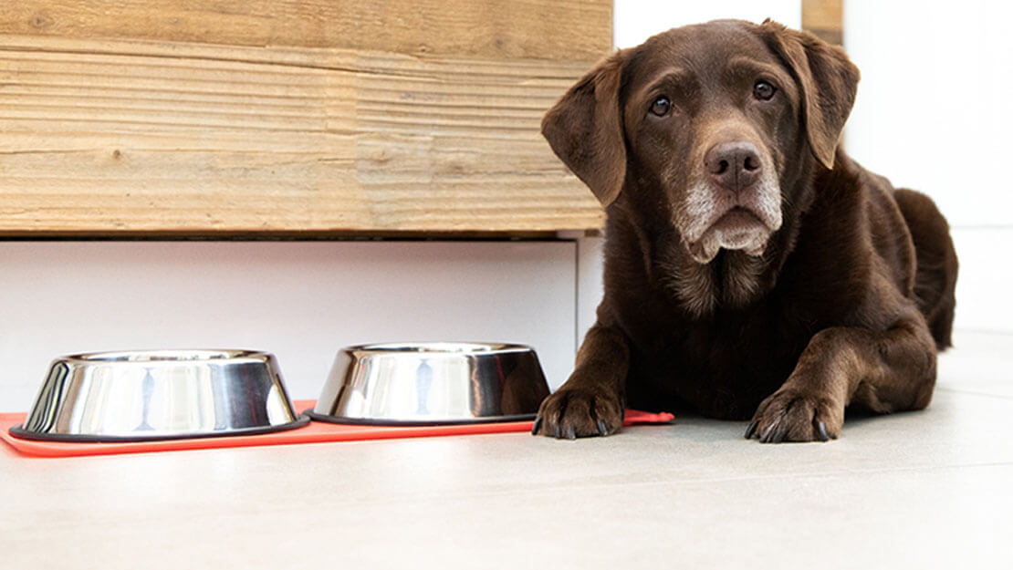 senior labrador die naast de kom met eten ligt