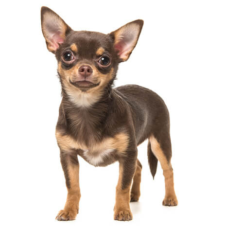 Chihuahua (Korthaar) - Alles over dit hondenras | Purina