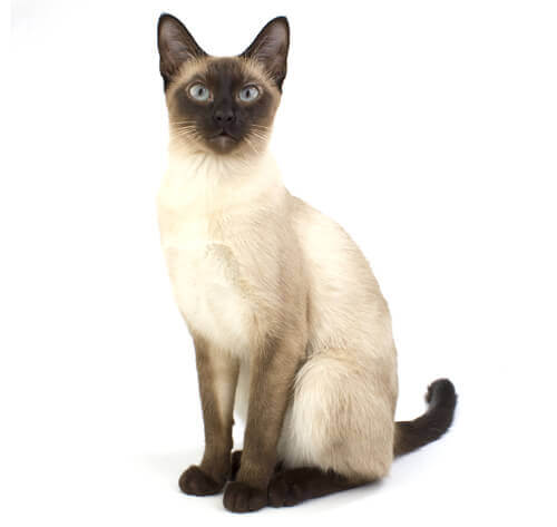 CAT%20HERO_0023_Siamese.jpg