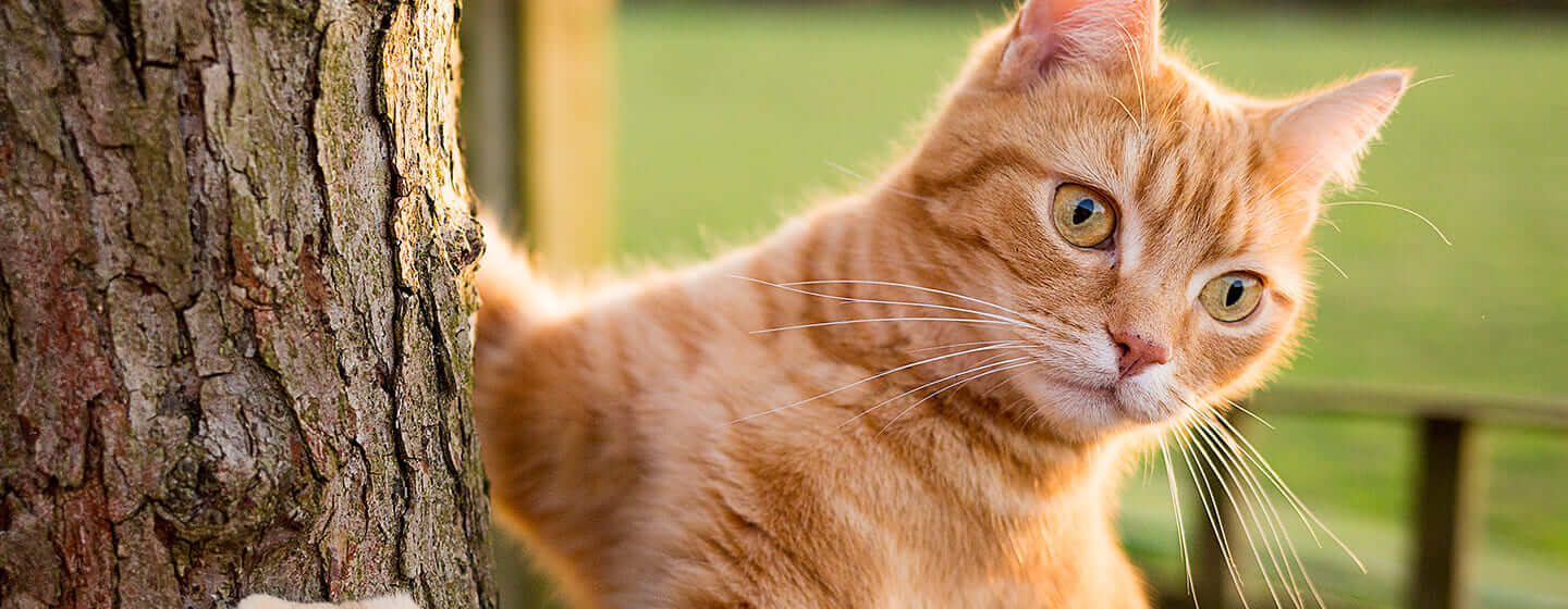 Rode kat klimt in een boom