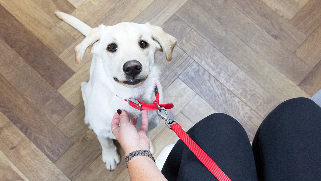 puppy kijkt op naar eigenaar in wachtkamer van dierenarts