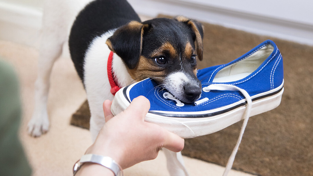 puppy kauwt op blauwe schoen