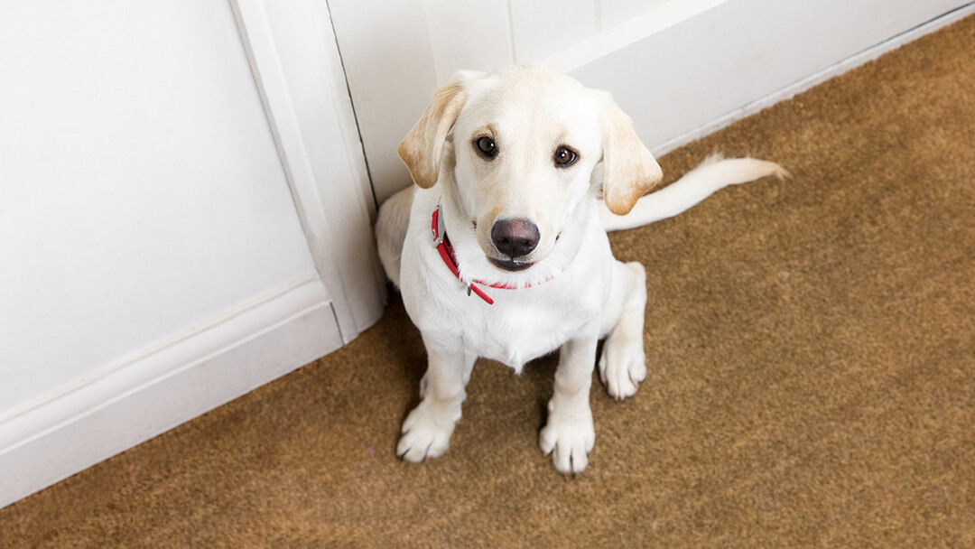 labrador puppy kijkt verdrietig naar de deur