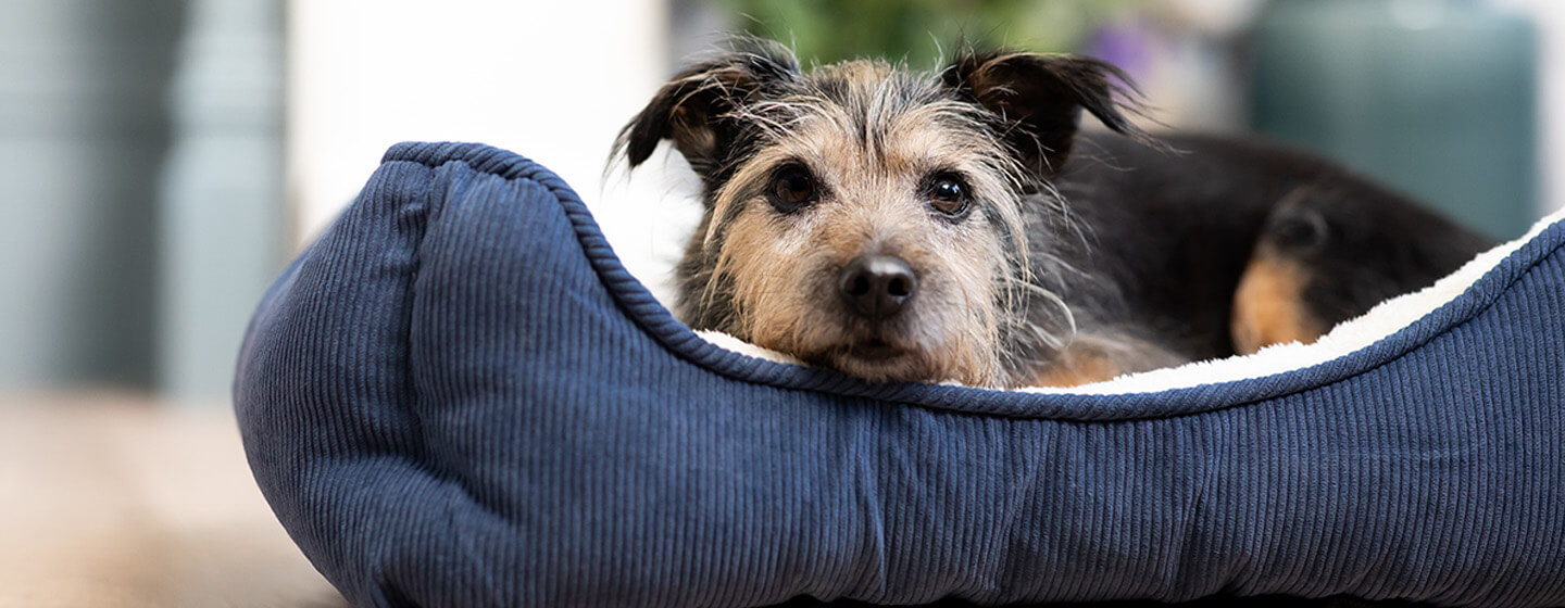 oudere hond die in bed ligt