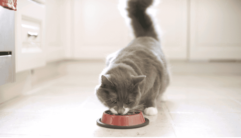 Kat eet uit een kom