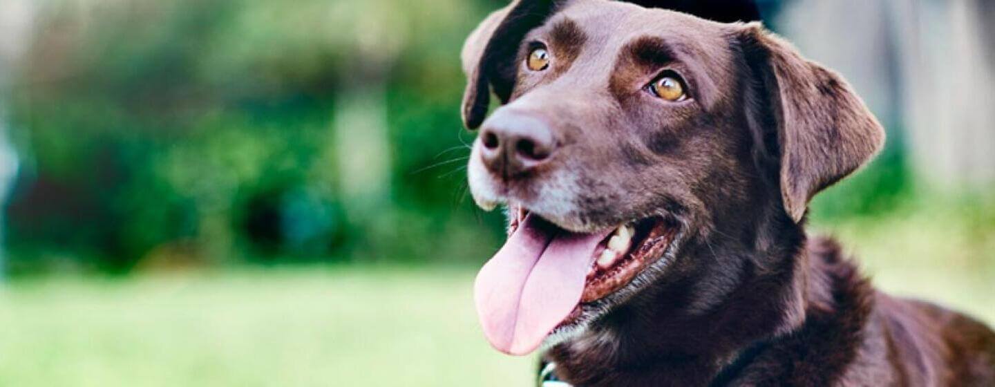 Bruine Labrador met tong naar buiten