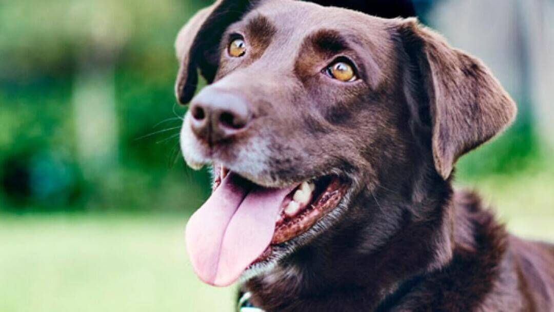 Bruine Labrador met tong naar buiten